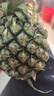 广东徐闻香水菠萝新鲜水果生鲜热带孕妇水果整箱包邮 【限时低价】1个装  单果650g起 实拍图