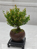 开时果 小叶赤楠盆景摆件 办公室桌面绿植花卉好养盆栽植物源头直发包邮 【推荐款】舍得紫砂盆+苔藓+底座 实拍图