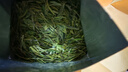 西湖牌2025新茶上市绿茶叶明前特级龙井茶传统纸包250g春茶 杭州茶厂 实拍图