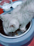 甜浪海猫碗双碗自动喂食器不锈钢狗盆幼猫吃饭喝水防打翻饮水机宠物食盆 实拍图
