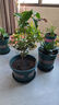 花盆绿植盆栽加厚塑料简约多肉小盆阳台客厅月季玫瑰大号家用花盆 矮款5加仑(口径25cm)2个盆 不带托盘 实拍图