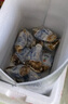 贝司令 鲜活乳山生态生蚝3XL 净重4斤 10-15只 生鲜源头直发 实拍图