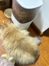 霍曼（Homerun）AI智能宠物自动喂食器视频版 猫狗喂食定时定量摄像头可视 可插卡 实拍图