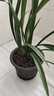 劉閣蘭花四季素心大凤素夏带花苞出售有香味的花苗室内阳台绿植物花卉盆栽 4苗连体裸根 配硬塑黑盆 实拍图