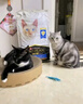冠能猫粮室内成猫猫粮10kg 全价猫粮 添加膳食纤维 控制毛球 实拍图