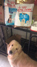 皇家狗粮 金毛幼犬狗粮 犬粮 宠物大型犬 AGR29全价犬粮2-15月龄3.5kg 实拍图
