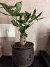 ⭐【包活】发财树盆栽鲜花绿植物办公室内吸甲醛绿萝文竹水培易养 【粗2-3cm】单杆发财树【原盆】 实拍图