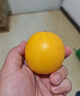 江西赣南早脐橙整箱当季新鲜早橙子榨汁水果礼盒皮薄多汁节日团购 【90%人选】净重9斤单个200g+ 实拍图