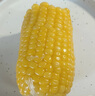 十月稻田 四平黄糯玉米 3.52斤(220g*8根)东北玉米棒 低脂早餐 零食 实拍图