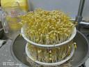 佰好佳【四季可发】豆芽机全自动家用多功能发黄绿豆芽神器三层增压水循坏洒水微电脑智能定时发豆芽机器 全自动豆芽机【三层大容量+遮光 实拍图