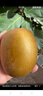 佳沛（zespri）新西兰 阳光金奇异果12粒礼盒特大果单果约122-146g 猕猴桃 水果 实拍图