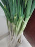 农家自种精品山东大葱特级新鲜铁杆长白葱农家毛葱香葱现挖便宜 山东大葱（带老皮）带箱 3斤 实拍图
