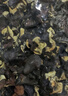 山东白背黑木耳干货特产精选头茬木耳山珍干货火锅凉拌食材批发 精品木耳【净重250g】 精选【头茬】毛木耳 实拍图