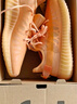 阿迪达斯yeezy350全透火山橙椰子透气男女休闲鞋GW2870 44.5 实拍图