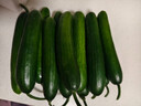京鲜生 山东水果黄瓜 净重3斤 单果70g+ 青瓜荷兰瓜 源头直发 实拍图