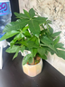 【绿萝盆栽】吸甲醛净化空气水培绿植物懒人花卉好养搬家礼物全 【公司开业】5年粗壮三杆发财树+招财进宝蓝色陶瓷盆 整体含盆高度20-25cm 实拍图