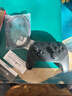 Nintendo Switch任天堂 手柄 Pro游戏手柄 Switch2可用 国行配件休闲游戏生日礼物switch震动手柄 实拍图