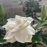 爱你一万年栀子花盆栽花卉植物室内绿植四季好养茉莉花源头直发驱蚊组合包邮 120#栀子花简易盆 实拍图