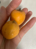 京鲜生 四川枇杷五星枇杷 净重2斤  单果20-30g 生鲜水果 实拍图
