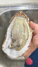 鲜京采 鲜活生蚝5XL 净重5斤 9-12只 鲜活到家 生鲜海鲜 源头直发 实拍图