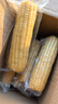 京鲜生东北白糯玉米330g*8根 甜黏玉米低脂早餐代餐粗粮真空装 源头直发 实拍图