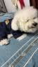BOBOCOLA狗狗衣服秋冬季保暖加厚四脚狗衣服泰迪比熊雪纳瑞小型犬宠物衣服 藏青色 L【建议8-11斤】 实拍图