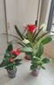 大号红掌高30-40cm 鸿运当头室内花盆栽客厅办公室开花类四季好养 【繁星吸水盆】白掌+红掌 高约35 30-40cm 实拍图