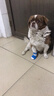 宠哆哆 狗狗鞋子小型犬中型犬泰迪贵宾比熊犬鞋子软底脚套防滑靴宠物用品柯基博美茶杯犬狗鞋 (蓝色)下单前建议咨询售前量狗狗尺码 XL-推荐12-16斤左右 实拍图