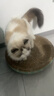 疯狂的主人 猫抓板窝超大号猫玩具猫爪板猫抓盆不掉屑猫窝碗形圆形瓦楞纸 实拍图