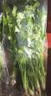 带根香菜100g 实拍图