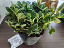 四季常青金鱼花吊兰盆栽室内绿植花卉多肉植物发财树好养易活客厅 金鱼吊兰【整盆20-30颗】原盆土 实拍图