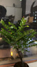 御春阁小叶紫檀树苗黑骨茶室内阳台盆栽花卉绿植耐寒四季常青微景观桩形 小号粗1公分高10厘米左右 实拍图