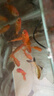 金鱼草金鱼观赏鱼冷水好养耐活小鱼苗锦鲤 5-7cm 红草金买3条送3条（加备损） 实拍图
