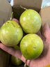 黄金百香果钦蜜9号新鲜当季现摘精选好果水果百香果鲜果酸甜可口 钦蜜9号黄金百香果 ＜40g小果 1斤 实拍图