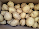 京喜加新鲜黄心土豆农家自种黄皮马铃薯黄心洋芋新鲜蔬菜 9斤 实拍图