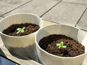 史丹利营养土养花通用型家用多肉兰花专用土泥炭土壤种植土花土10L 实拍图