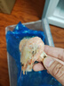 美加佳熟冻北极甜虾腹籽净重3斤 90/120规格   熟冻甜虾 海鲜水产 实拍图