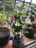 瑞典女王月季夏季耐晒灌木月季带花苞四季开花玫瑰大苗阳台庭院 天河+卡罗拉+蜜桃+婚礼四颗原盆原土发货 实拍图