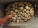 京鲜生泰国进口龙眼 净重5斤精选散豆豆 果径15mm+ 源头直发一件包邮 实拍图