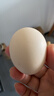 大码鸡蛋50g正负5g/枚散养土鸡蛋新鲜鸡蛋溏心蛋早餐必备京东包邮 30枚土鸡蛋50g 实拍图