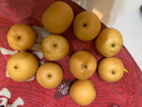 颜曼箐秋月梨 山东莱阳羊脂秋月梨新鲜孕妇水果丰水冰糖梨 5斤装甄选果 约7-12枚 净4.5斤 实拍图
