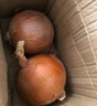 新鲜黄洋葱黄金水果洋葱即食蔬菜调料烧烤食材 新鲜黄洋葱 500g 含箱 实拍图