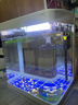 技研精工（JIYJNJINGGONG）鱼缸客厅小型家用带增氧桌面超白玻璃过滤免换水生态懒人鱼缸240 实拍图