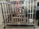 金百特 【不锈钢狗笼子】 金毛狗笼子中大型犬狗笼子宠物狗狗笼子狗屋高档狗别墅 【折叠款】110*72*92-激光满焊 实拍图