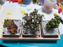 简诗多肉植物盆栽肉办公室内桌面新手小套餐绿植花卉仙人掌带盆diy景 3颗多肉+盆+木托；植物可选择 实拍图