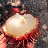 梦茜儿顺丰 红毛丹 新鲜5斤毛荔枝水果海南保亭时令孕妇生鲜 A级 1斤 精品大果｜香甜多汁 普快 实拍图
