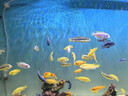 百因美（BIOZYM）观赏鱼饲料水族三湖慈鲷颗粒鱼食马鲷滋鲷素食肉食缓沉鱼粮 三湖慈鲷素食饲料120g 实拍图