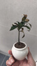 八芽海岛罗汉松指尖微型盆栽桌面小绿植迷你拇指好养植物源头直发包邮 竹柏-陶瓷小茶罐盆-竹底托-铺面石 陶瓷盆-带盆栽好 实拍图