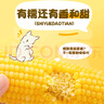 十月稻田 黄糯玉米 3.52斤(220g*8根) 25年新玉米 低脂粗粮 早餐 联名款 实拍图