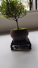 开时果 小叶赤楠盆景摆件 办公室桌面绿植花卉好养盆栽植物源头直发包邮 【推荐款】舍得紫砂盆+苔藓+底座 实拍图
